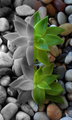 Split in Color Vertical Image of Succulent Plants Growing on a Rocks Flat Lay 
