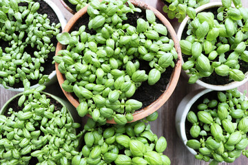 Young basil sprouts growing in pots Top view