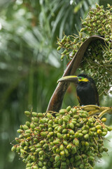 Yellow-eared toucanet (Selenidera spectabilis) in the rain is rare species of toucans in Costa Rica,