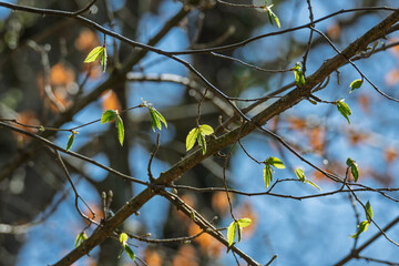 Apparition des premières feuilles au printemps