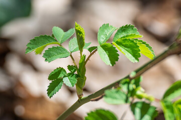 Jeune pousse de ronce au printemps
