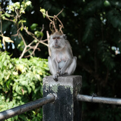 A long-tailed macaque sits calmly on a concrete pillar, surrounded by lush green foliage.