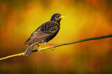 European starling shimmering in breeding plumage on spring branch