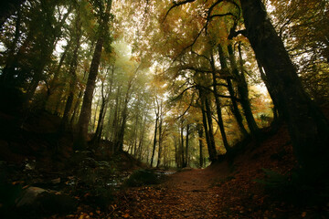 Obraz premium Forest walk with canopy and rustling leaves in rhythm. 
