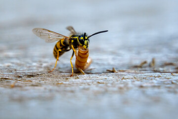 Common wasp scouting near flowers in summer garden