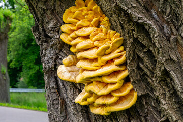 Parasitic sulphur shelf fungus (Laetiporus sulphureus) growing on an old tree trunk by the roadside in a green area © Adam