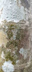 Old Tree Bark Texture with Moss and Lichen. Close-up of old tree bark with moss and lichen, showing rough, cracked surface and natural decay patterns, ideal for backgrounds
