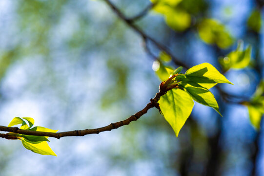 Beautiful linden tree in early spring Waiting for the buds to open Symbol of new beginnings and growth