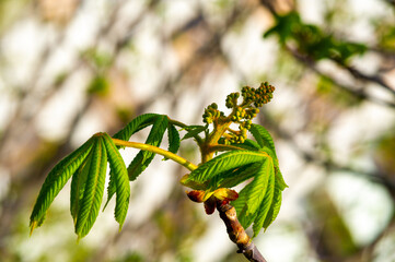 New shoots appearing after winter dormancy. They symbolize new beginnings and renewal. Beautiful delicate chestnut buds promise upcoming flowering.