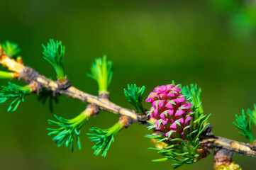 Unique and attractive pink larch cone. Contrastes with the green pine branch. Brings a pop of color to the spring landscape.