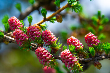 A bright pink larch cone adds a splash of color to a spring landscape A pine branch adorned with a bright larch cone creates a beautiful contrast The beauty of nature