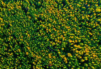 Forest background, top view. Forest trees, top view, aerial view. Spruse Forest Landowners Tree Planting, drone view. Planting a forest.