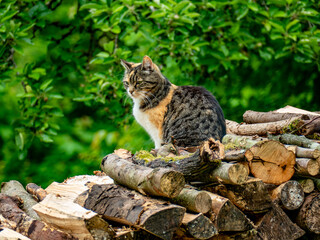 Eine Hauskatze sitzt auf einem Stapel Holz