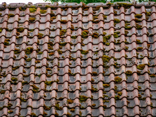 Moos auf einem alten Dach