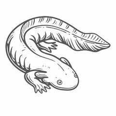 Obraz premium Chinese Giant Salamander Line Art Illustration