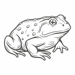 African Bullfrog Line Art Illustration