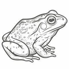 Asian Common Toad Line Art Illustration