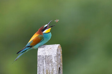 European Bee-eater Catching Prey Mid-Flight