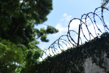 barbed wire against a blue sky, razor wire fence, branches of a tree,fence and sky, barbed wire fence 