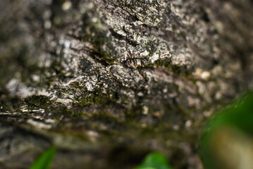 moss on tree, sapodilla tree trunk, sapodilla tree, trunk close-up, texture background,  trunk close up, blurred background