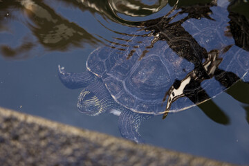 Turtle swimming in a pond with reflection on the surface of the water