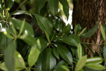 leaves, dry leaves, sapodilla leaves, close-up of leaves, leaf background, natural background, natural plants, tropical fruit tree, dry leaves, Manilkara achras, Achras zapota
