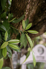 leaves, dry leaves, sapodilla leaves, close-up of leaves, leaf background, natural background, natural plants, tropical fruit tree, dry leaves, Manilkara achras, Achras zapota
