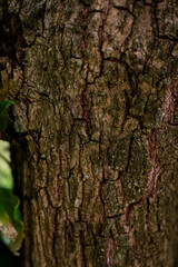 moss on tree, sapodilla tree trunk, sapodilla tree, trunk close-up, texture background, natural background, tropical fruit tree, frame, macro, trunk close up, blurred background

