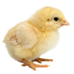 Obraz premium Cute Yellow Chick Standing on Isolated Background Shot