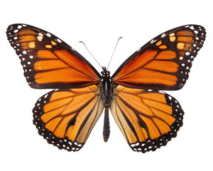 Fototapeta premium Orange Monarch Butterfly on Isolated Background