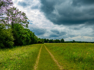 WEG UND FAHRSPUR ÜBER EINE GROßE WIESE