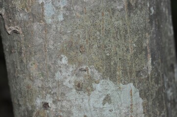 Melia azedarach tree photographed in Korea showing foliage flowers and fruits across seasons