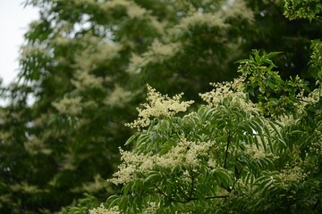 Melia azedarach tree photographed in Korea showing foliage flowers and fruits across seasons
