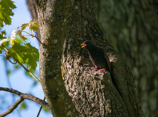 Common starling. Bird sings on tree trunk.