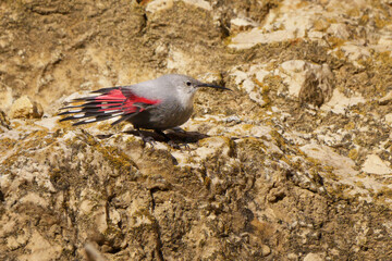 Wallcreeper climbing rocky cliff face in alpine habitat