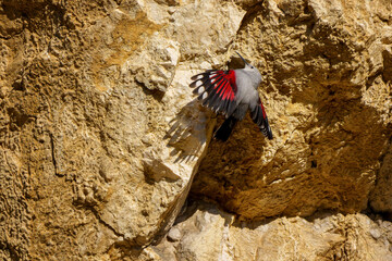 Wallcreeper climbing rocky cliff face in alpine habitat
