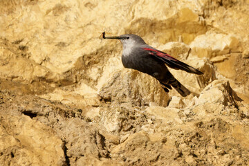 Wallcreeper climbing rocky cliff face in alpine habitat