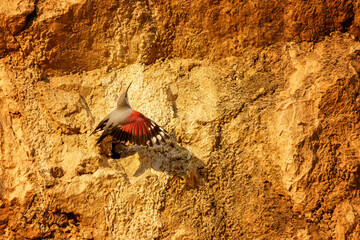 Wallcreeper climbing rocky cliff face in alpine habitat