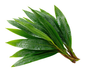 Obraz premium Harvesting fresh green leaves nature's abundance plant vibrant environment view isolated on transparent background