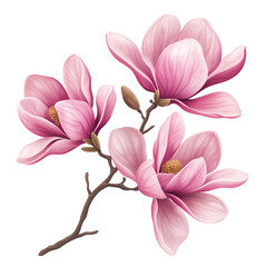 Fototapeta premium Vector illustration of pink magnolia flowers on a branch with, isolated on a transparent background