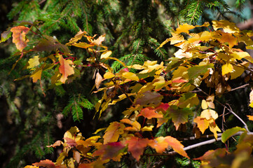 A stunning display of the beauty of autumn nature. Backlit leaves create a colorful and vibrant scene. Fall foliage displays shades of red, orange, yellow and gold.