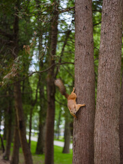 red squirrel on a tree with a blurred background