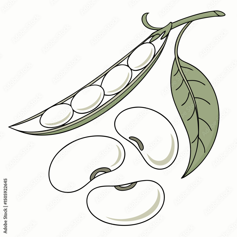 Poster lima beens vector transparent background