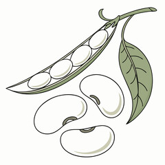 Naklejka premium Lima Beens Vector Transparent Background