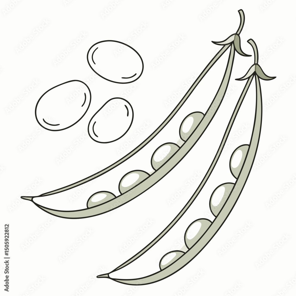 Poster lima beens vector transparent background