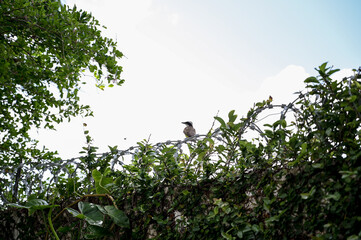 Fototapeta premium bird on a tree, bird on a branch, barbed wire fence, green leaves against blue sky