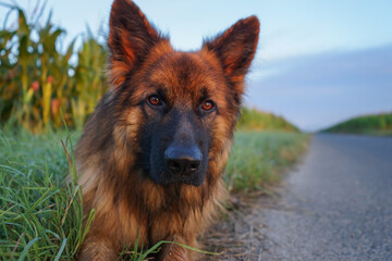 A brown dog with a black nose and brown eyes is laying on the grass