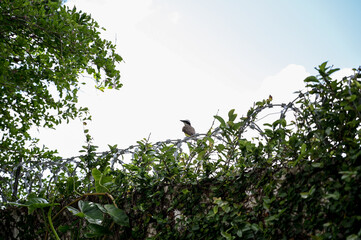 bird on a tree, bird on a branch, barbed wire fence, green leaves against blue sky