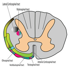 Spinal Cord Cross-Section Diagram with Neural Tracts
