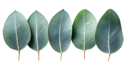 Five Delicate Eucalyptus Leaves in a Row Against a White Background